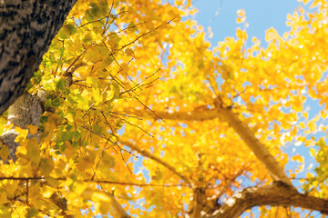 紅葉したイチョウ