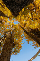紅葉したイチョウと青空