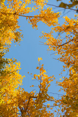 紅葉したイチョウと青空