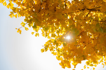 黄葉したイチョウの木