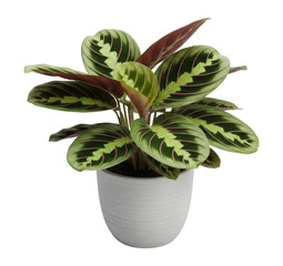 Fototapeta premium A vibrant potted prayer plant, showcasing its patterned green and red leaves, set against a white background.