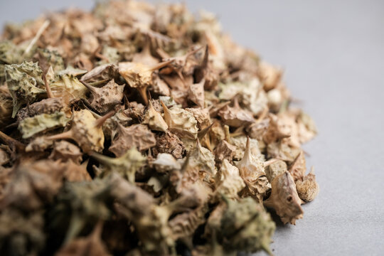 Scientific Still Life of Traditional Herbal Medicine Ingredient: Goathead Spiky Seeds Used as a Diuretic and Performance Enhanc