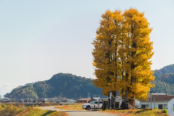 京間の大イチョウ