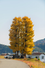 京間の大イチョウ