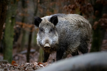 Wild Boar (Sus scrofa) – Natural Wildlife Portrait in a Deciduous Forest