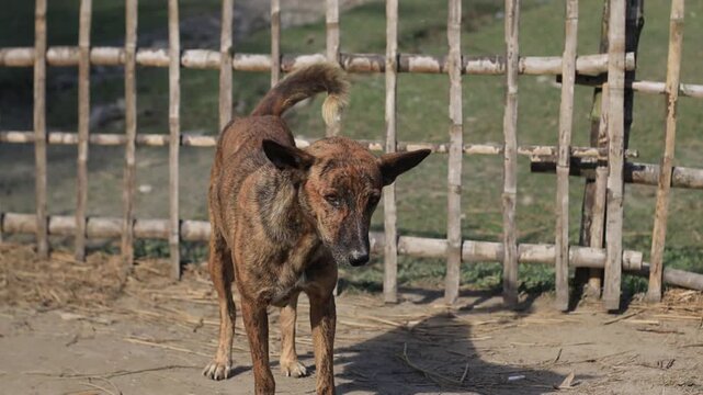 A curious brindle dog with erect ears standing in front of a rustic bamboo fence