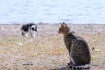 北海道洞爺湖町、湖畔でたたずむ野良猫【9月】