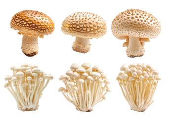 White Enoki and Brown cap Hedgehog mushroom isolated on a white background