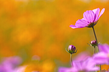 Pink Cosmos in Vibrant Field with Warm Bokeh Background