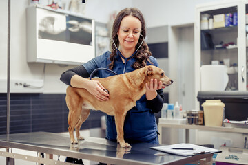Veterinarian checking a small brown dog in a modern clinic setting during a routine health examination