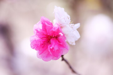 紅白の美しい桃の花