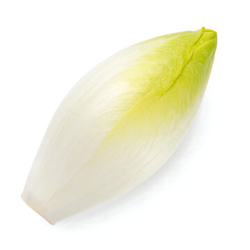Fresh Belgian Endive (Chicory Witloof) Vegetable Bulb Isolated on White Background