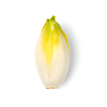 Single Fresh Belgian Endive (Chicory Witloof) Bulb Isolated on White Background