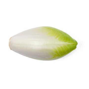 Fresh Belgian Endive (Witloof Chicory) Bulb Isolated on White Background
