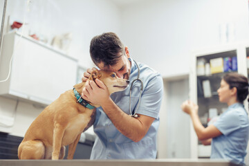 Veterinarian caring for a dog in a clinic setting while a staff member prepares medicine