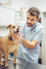 Vet examining a dog in a clinic during a routine checkup with attentive care and professional service