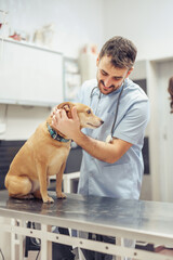Veterinary check-up for a dog in a clinic with a caring veterinarian