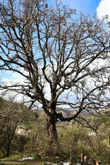 Majestic centuries-old oak tree towering in a Bulgarian forest. Massive crown and thick trunk against bright blue summer sky. Sunlit green foliage creates a powerful natural landmark full of timeless 