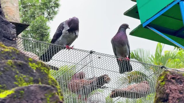 Two wild city pigeons with beautiful, sparkling feathers perched peacefully on a metal fence