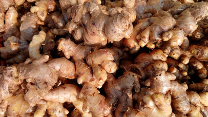 Closeup view of Ginger