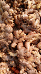 Closeup view of Ginger