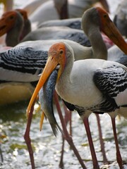 Painted stork catches fish