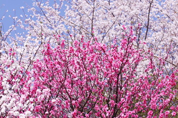 紅白の美しい桃の花