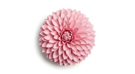 Close up of a delicate pink dahlia flower in full bloom isolated on white