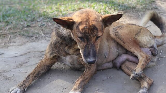 A brindle street dog with an enlarged udder resting on the dirt ground outdoors