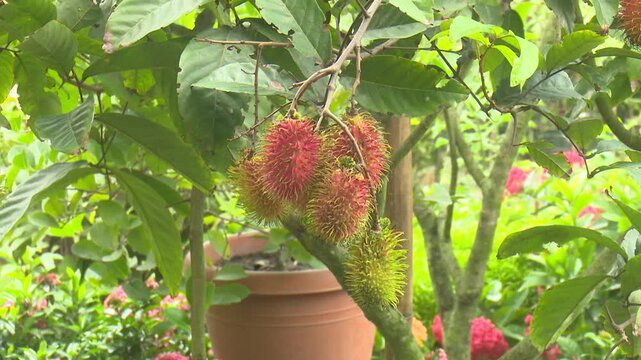Fresh lychee fruits hanging on branches under sunlight showing vibrant red texture and natural tropical look