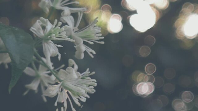 White Clematis vitalba flowers dance in a gentle breeze. Sunflare bathes the scene in a warm glow, creating a serene, natural moment of delicate beauty and light.