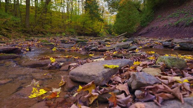 Autumn creek with colorful leaves in Owen Sound, Ontario, Canada