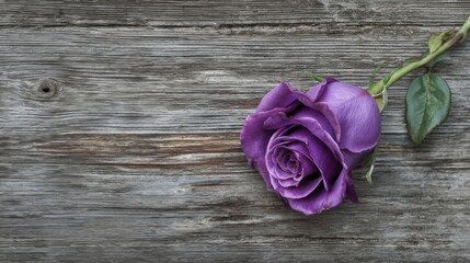 A single purple rose rests on an aged wooden surface with prominent grain patterns and natural knots,