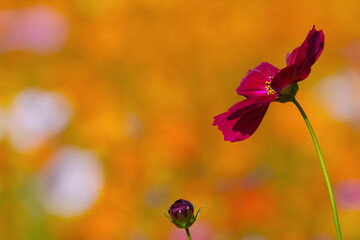 Single Cosmos Flower Against Warm Golden Background for Banner Use