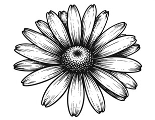 Black and white illustration of a detailed daisy, showing petals and center