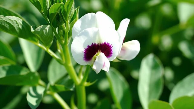 Blooming broad bean plants (Vicia faba) in an organic vegetable garden. Close-up of white and black fava bean flowers with lush green foliage under bright sunlight. Beautiful agricultural background s