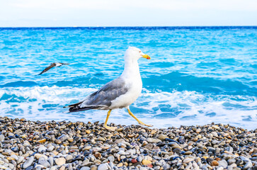 A seagull walks along a pebble beach with the turquoise ocean waves crashing behind it