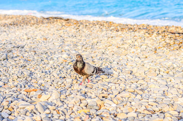 A lone pigeon stands on a pebble beach with the ocean in the background