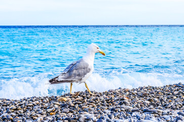 Seagull walks on a pebble beach with people swimming in the turquoise ocean waves