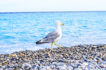Seagull walks on a pebble beach with people swimming in the turquoise Mediterranean Sea