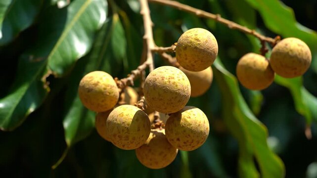 Fresh organic longan fruits hanging on a tree branch in a tropical orchard. Close-up view of ripe Dimocarpus longan clusters with green leaves under bright sunlight. Ideal for agriculture, healthy foo