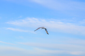 Seagull soaring gracefully through a vast expanse of blue sky with wispy clouds