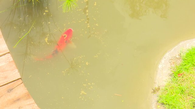 Orange fish swimming in muddy water with soft ripples creating a simple natural pond scene