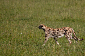 Guepardo cazando o caminando en la hierba alta de la reserva de Kenia