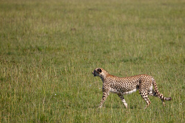 Guepardo cazando o caminando en la hierba alta de la reserva de Kenia