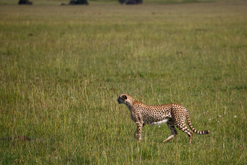 Guepardo cazando o caminando en la hierba alta de la reserva de Kenia