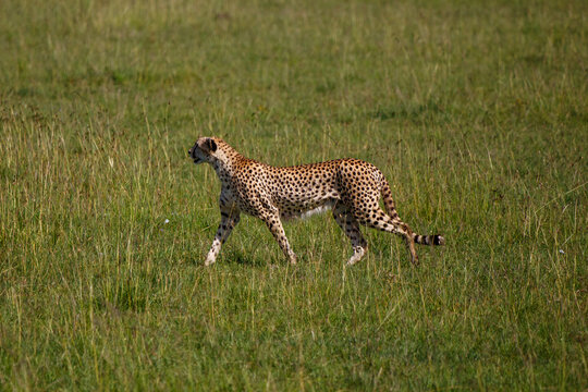 Guepardo cazando o caminando en la hierba alta de la reserva de Kenia