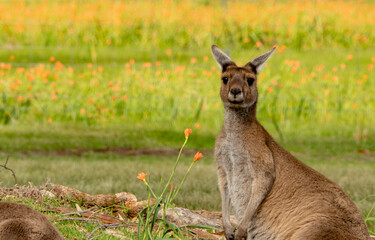 Fototapeta premium Kalgan, Western Australia