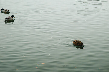 Ducks swimming in cold winter pond