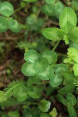 Four leaf Clover or shamrock plants in the meadow. Trifolium repens plant with anomaly